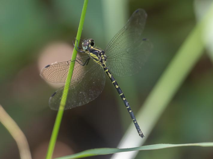 Choristhemis flavoterminata (Yellow-tipped Tigertail) female 2.jpg